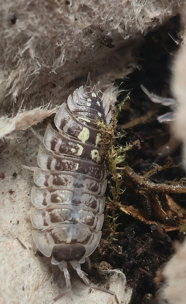 Oniscus Asellus Occidentalis Isopods - Isopods For Sale UK | PostPods